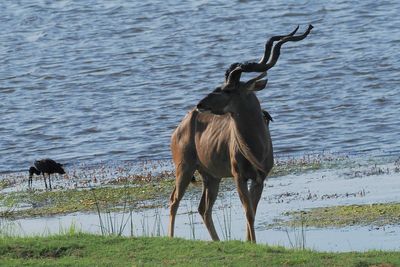 Greater Kudu - Chobe