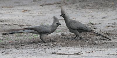 Grey Go-away Bird - Chobe
