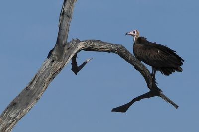 Hooded Vulture - Moremi
