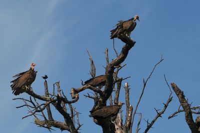 Hooded Vulture - Moremi
