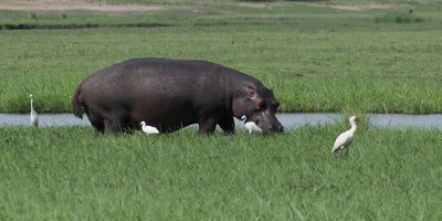 Hippo - Chobe River