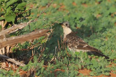 Great Spotted Cuckoo - Chobe
