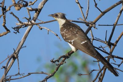 Great Spotted Cuckoo - Chobe