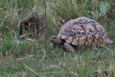 Leopard Tortoise - Moremi