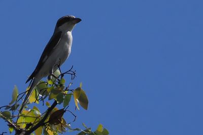 Lesser Grey Shrike - Moremi