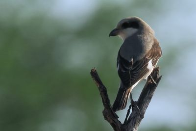Lesser Grey Shrike - Mabape
