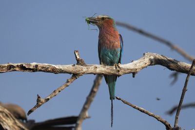 Lilac-breasted Roller - Moremi