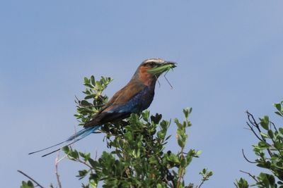 Lilac-breasted Roller - Moremi