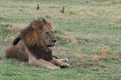 Lion - close to Moremi camp site