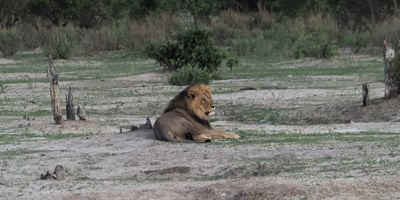 Lion - close to Savuti camp site