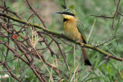 Little Bee-eater - Chobe