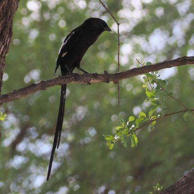 Magpie Shrike - Moremi
