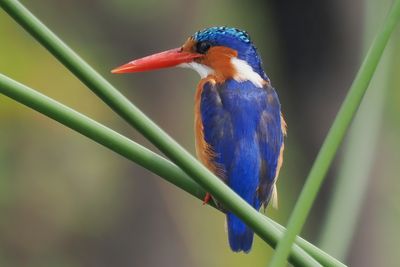 Malachite Kingfisher - Khwai River