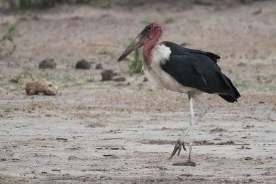 Marabou Stork - Savuti