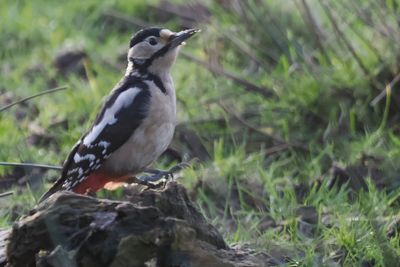 Great Spotted Woodpecker, Burn of Mar, Clyde