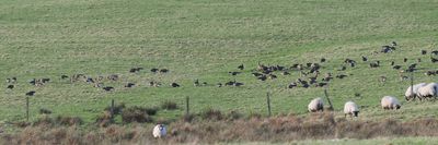 Greenland White-fronted Geese, Meikle Finnery, Clyde