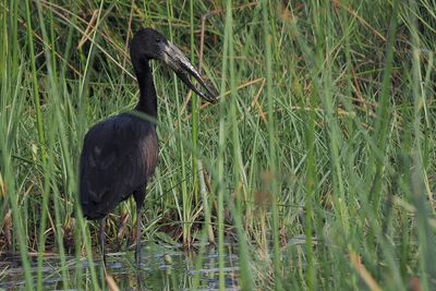 African Openbill - Moremi
