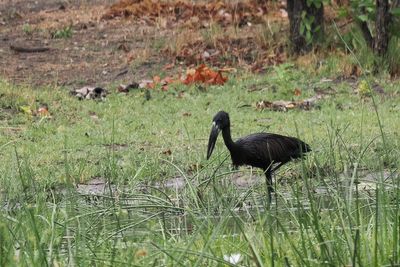 African Openbill - Moremi