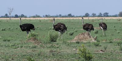 Ostrich - Savuti