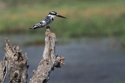 Pied Kingfisher - Mabape