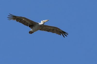 Pink-backed Pelican - Moremi