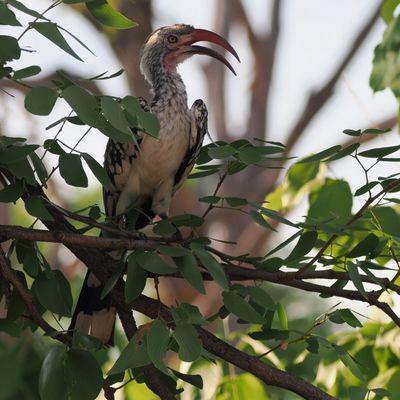 Southern Red-billed Hornbill - Moremi