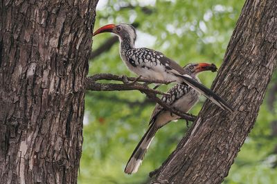 Southern Red-billed Hornbill - Mabape