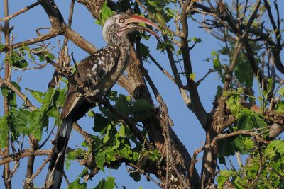 Southern Red-billed Hornbill - Chobe