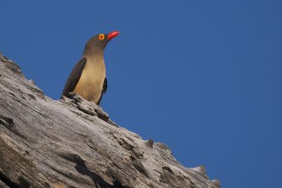 Red-billed Oxpecker - Moremi