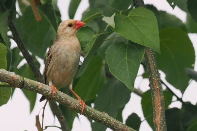 Red-billed Quelea - Chobe