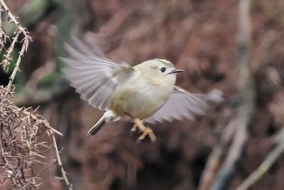Goldcrest, Lily Loch, Clyde