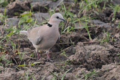 Ring-necked Dove(Cape Turtle Dove) - Mababe