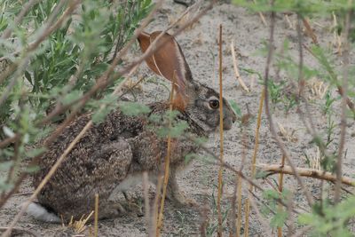 Scrub Hare - Savuti