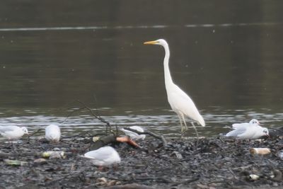 Great White Egret, Strathclyde Loch