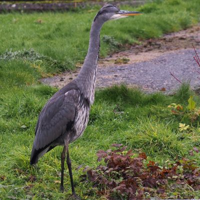 Grey Heron, Strathclyde Loch