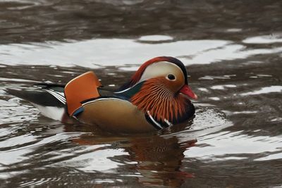 Mandarin Duck, River Leven at Balloch