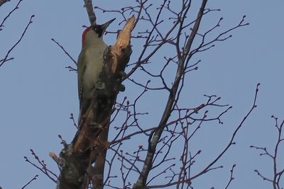 Green Woodpecker, Overtoun Glen