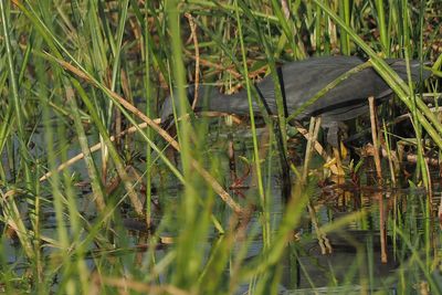 Slaty Egret - Moremi