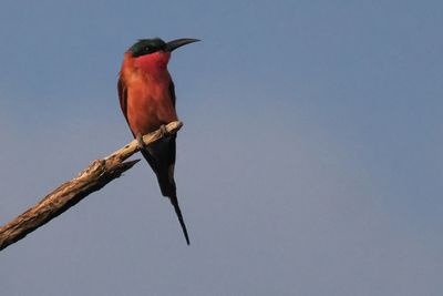 Southern Carmine Bee-eater - Savuti