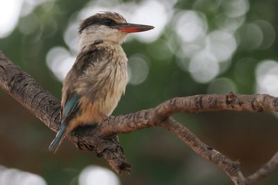 Striped Kingfisher - Chobe