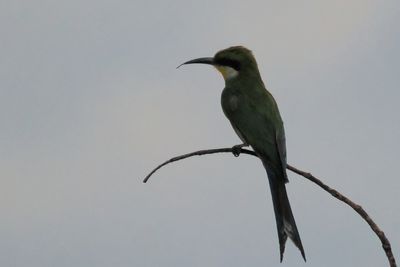 Swallow-tailed Bee-eater - Savuti