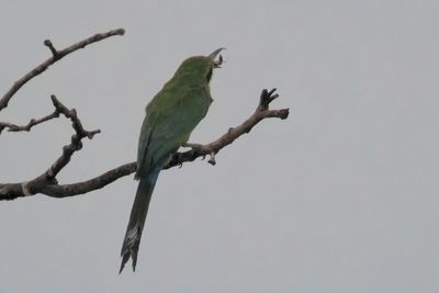 Swallow-tailed Bee-eater - Savuti