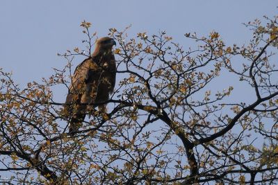 Tawney Eagle - Mabape