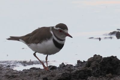 Three-banded Plover - Moremi