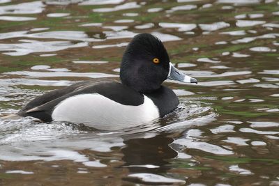 Ring-necked Duck, Maxwell Park, Glasgow