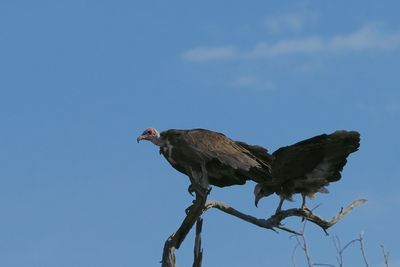 White-backed Vulture - Moremi