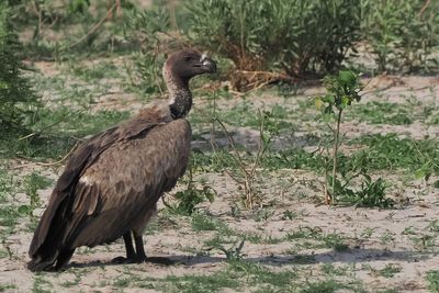 White-backed Vulture - Mabape