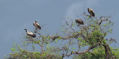 White-backed Vulture - Savti