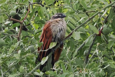 White-browed Coucal - Chobe