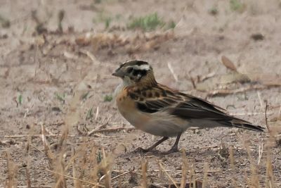 White-browed Sparrow-weaver - Mabape